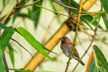  scaly-breasted munia perched on a bamboo branch