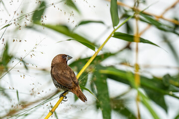  scaly-breasted munia perched on a bamboo branch