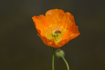 ケシの花