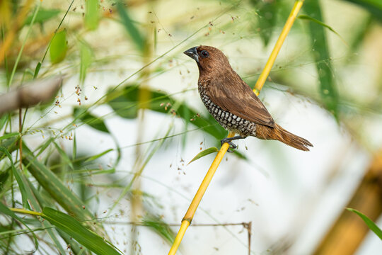  scaly-breasted munia perched on a bamboo branch