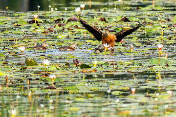  Lesser whistling duck in the marsh