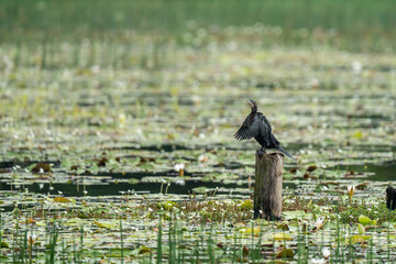Cormorant is spending leasure time