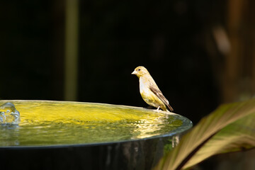 A small bird perched on the edge of a birdbath. The bird has a light yellowish-brown plumage with...