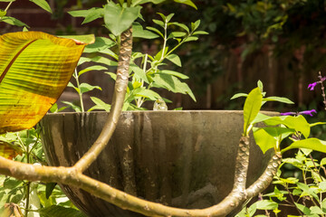 A birdbath partially obscured by lush green foliage and a large yellow-green leaf. The fountain,...