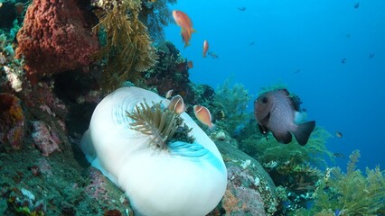 USA T LIBERTY wreck ship tulamben - bali