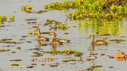 The Lesser Whistling Duck (Dendrocygna javanica) is a medium-sized waterfowl with a distinctive reddish-brown plumage and contrasting white markings on its face and wings.