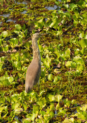The non-breeding plumage of the Chinese Pond Heron (Ardeola bacchus) is characterized by its dull grey-brown feathers.