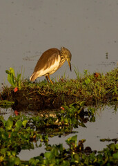 The non-breeding plumage of the Chinese Pond Heron (Ardeola bacchus) is characterized by its dull grey-brown feathers.