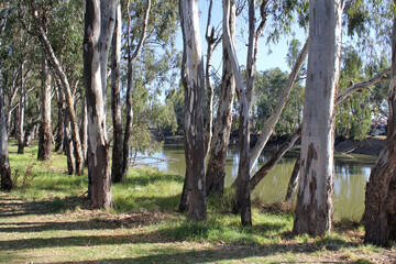 Eucalyptus tree trunks on the bank of the Murray River which separates New South Wales and Victoria in Australia