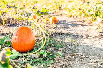 Pumpkin in field in October on the fine at sunset symbolizing fall and Halloween. On the Sonoma Farm Trail in Northern California High quality 