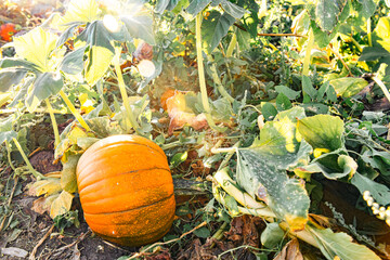 Pumpkin in field in October on the fine at sunset symbolizing fall and Halloween. On the Sonoma Farm Trail in Northern California High quality 