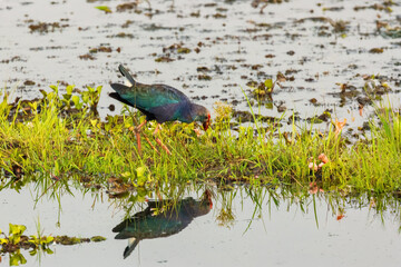 The Grey-headed Swamphen (Porphyrio poliocephalus) is a large rail species with a striking combination of blue, purple, and grey plumage. It has a distinctive red bill with a yellow tip.