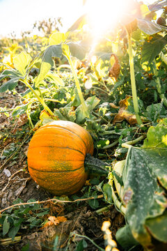 Pumpkin in field in October on the fine at sunset symbolizing fall and Halloween. On the Sonoma Farm Trail in Northern California High quality 