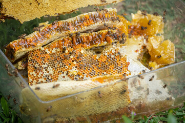 Pieces of honeycomb after collecting by beekeeper. Honeycomb is a natural bee product consisting of...