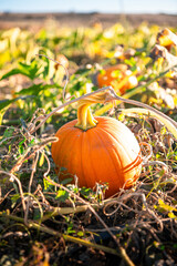 Pumpkin in field in October on the fine at sunset symbolizing fall and Halloween. On the Sonoma Farm Trail in Northern California High quality 