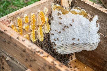 Honeycombs inside wooden box. Honeycomb is a natural bee product consisting of waxy, hexagonal...