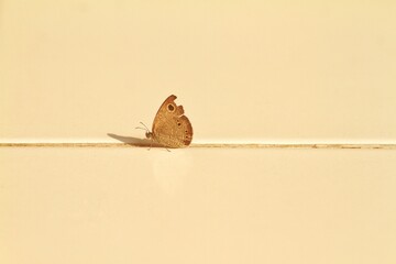 a common butterfly with broken wings landed on the floor at noon