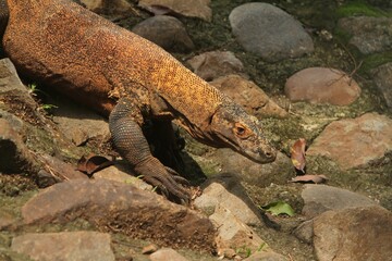 a Komodo dragon roaming the rocks during the day