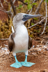 Blue-footed Booby at Galapagos Islands