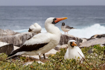 Nasca Booby at Galapagos Islands