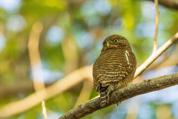 The Asian Barred Owlet (Glaucidium cuculoides) is a small owl species with brown and white barred plumage, featuring prominent yellow eyes and a distinctive facial disk.
