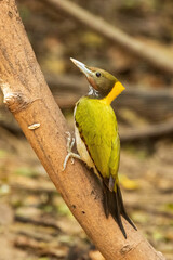 The Lesser Yellownape (Picus chlorolophus) is a medium-sized woodpecker with a vibrant green back and yellow underparts, distinguished by its red crown and black facial markings.