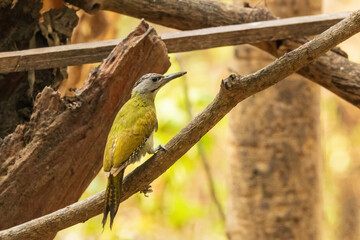 The Grey-headed Woodpecker (Picus canus) is a medium-sized woodpecker with a sturdy, chisel-shaped bill, a grey head, olive-green back, and white underparts.