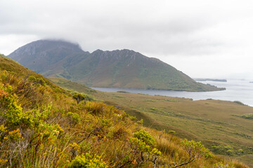 Fototapeta premium mountains in a wilderness in a national park with native plants and trees in a rainforest in Australia, forest growing in a national park in Tasmania. with rivers and exploring