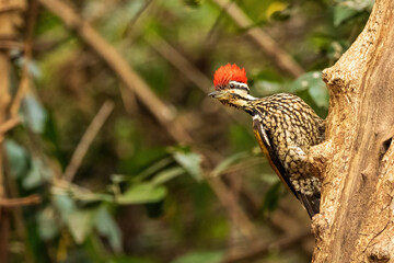 The male Common Flameback (Dinopium javanense) is a medium-sized woodpecker with a vibrant red crown, black back, golden-yellow underparts, featuring distinctive black facial markings.