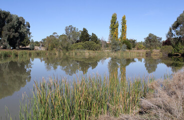 Fototapeta na wymiar Serene pond with the reflection of a clear blue sky and trees at Barham Lakes in New South Wales, Victoria