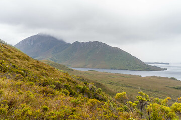 mountains in a wilderness in a national park with native plants and trees in a rainforest in Australia, forest growing in a national park in Tasmania. with rivers and exploring