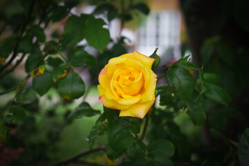 yellow rose in garden