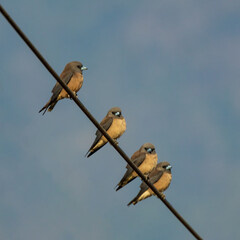 Ashy Woodswallow (Artamus fuscus)