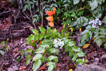 Leatherleaf Mahonia (Mahonia bealei) in April in Birmingham, Alabama