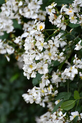 Fototapeta premium April Flowers in Birmingham, Alabama - Multiflora Rose, an invasive species, in bloom
