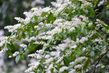 April Flowers in Birmingham, Alabama - Chinese Privet, an aggressive, invasive species in Alabama