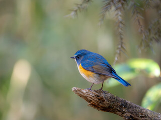 森の中で枯れ木に留まっているルリビタキの雄