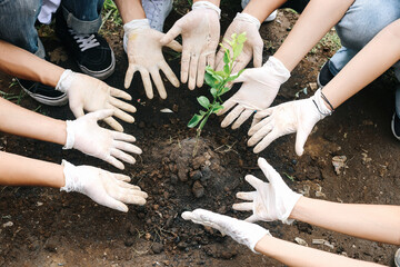 Diverse Hands Of Volunteer Presenting Plan Tree. Save The World. Earth Day