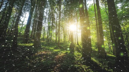 Obraz premium Sunlight filters through a lush green forest, integrating with a digital network overlay, symbolizing the connection between nature and technology.