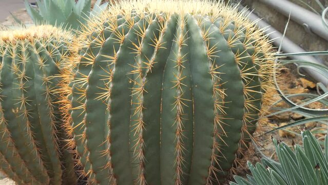 Huge spiky green cacti close up view