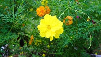 Natural background of Cosmos sulphureus, yellow cosmos flowers blooming in the garden on green background, Aesthetic wallpaper