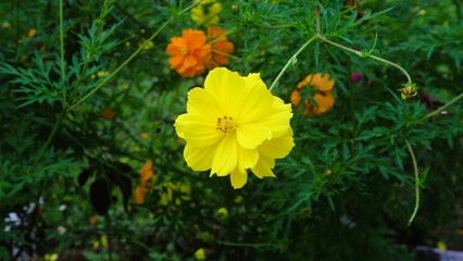 Natural background of Cosmos sulphureus, yellow cosmos flowers blooming in the garden on green background, Aesthetic wallpaper