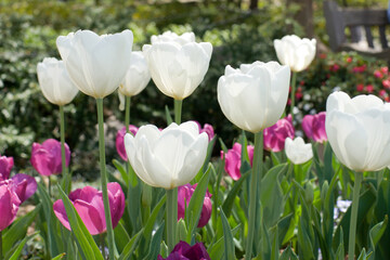 White Tulips in the Garden.