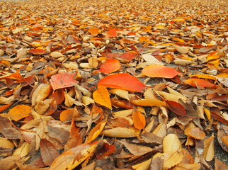 晩秋の公園の落ち葉風景