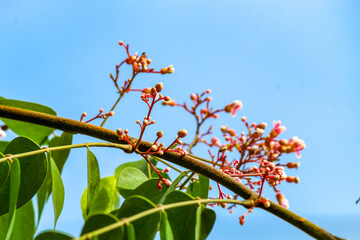 Star fruit tree flowers and leaves