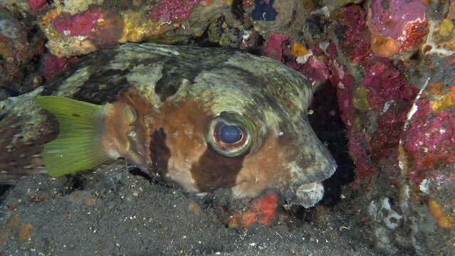 A spiny fish lies on the sandy bottom of a tropical sea under a colorful rock.
Shortspine Porcupinefish (Diodon liturosus) 65 cm. ID: broad oblique black band below eye.
