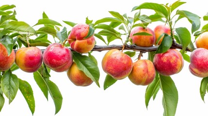 Obraz premium Close-up of a tree branch with ripe, red and yellow apples surrounded by green leaves on a white background.