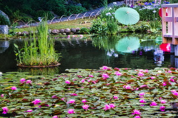 梅雨の季節になると日本庭園では菖蒲や水連が咲き誇ります
