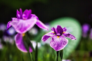 梅雨の季節になると日本庭園では菖蒲や水連が咲き誇ります