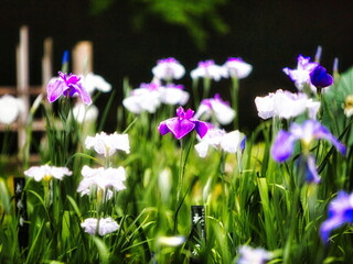 梅雨の季節になると日本庭園では菖蒲や水連が咲き誇ります